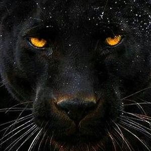 Meet your Posher, Tiger